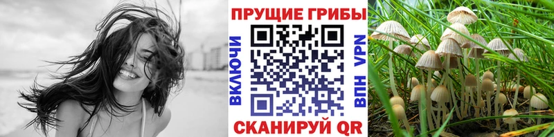 Псилоцибиновые грибы GOLDEN TEACHER  продажа наркотиков  mega маркетплейс  Гдов 